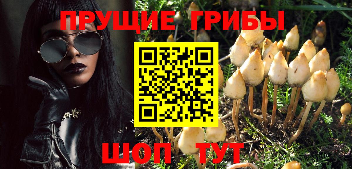 Унеча  Галлюциногенные грибы Psilocybine cubensis  Вход с VPN 